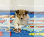 Small Photo #3 Shetland Sheepdog Puppy For Sale in MILWAUKEE, WI, USA