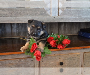 German Shepherd Dog Puppy for Sale in GREENWOOD, Wisconsin USA
