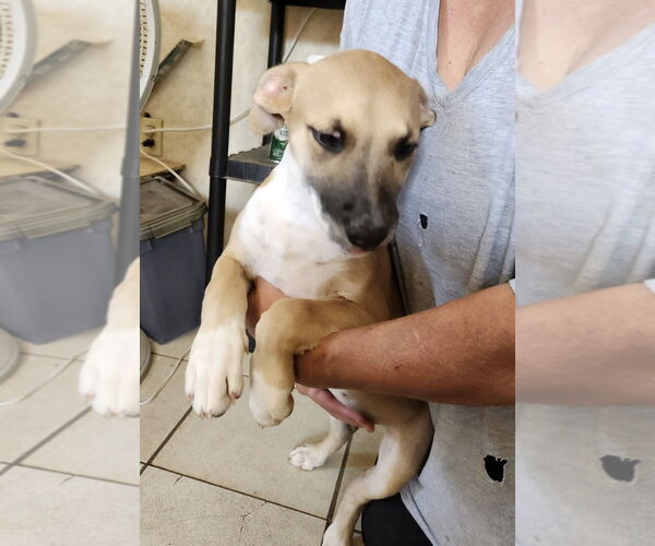 Medium Photo #2 Labrador Retriever-Unknown Mix Puppy For Sale in Amarillo, TX, USA
