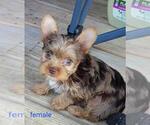 Small #13 Yorkshire Terrier