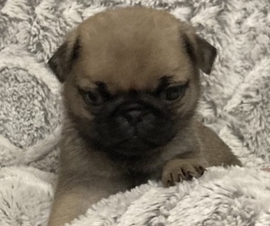 Pug Puppy for sale in SIOUX FALLS, SD, USA