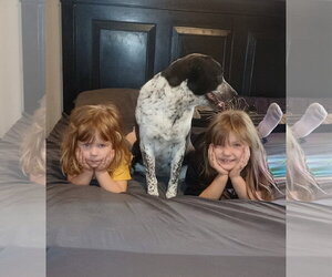 Miss Molly - Female German Shorthaired Pointer Dog for Adoption - Photo #5