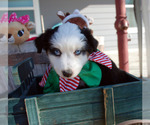 Small Photo #5 Miniature Australian Shepherd Puppy For Sale in WITTMANN, AZ, USA