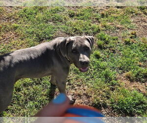 American Pit Bull Terrier-Weimaraner Mix Dogs for adoption in Woodland Hills, CA, USA