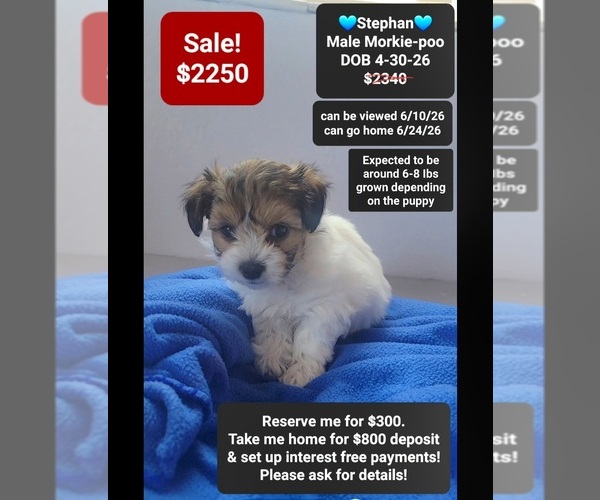 Medium Photo #1 Morkie Poo (Toy) Puppy For Sale in TUCSON, AZ, USA