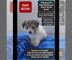 Small Morkie Poo (Toy)