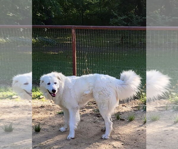 Medium Photo #10 Great Pyrenees Puppy For Sale in Spring, TX, USA