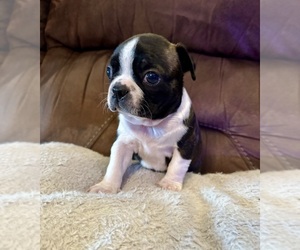 Boston Terrier Puppy for Sale in WASHBURN, Missouri USA