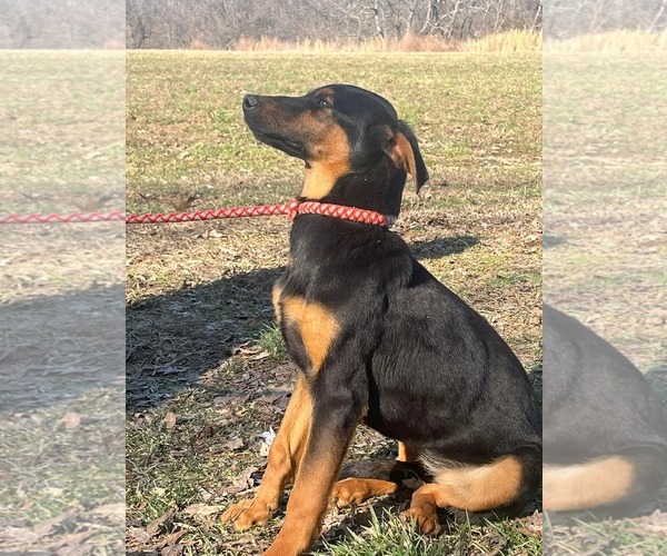 Medium Photo #3 Doberman Pinscher-German Shepherd Dog Mix Puppy For Sale in HOPKINSVILLE/PRINCETON, KY, NH, USA