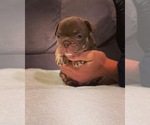 Small #4 French Bulldog