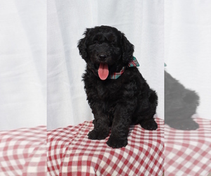 Goldendoodle Puppy for Sale in ROCKY MOUNT, Virginia USA