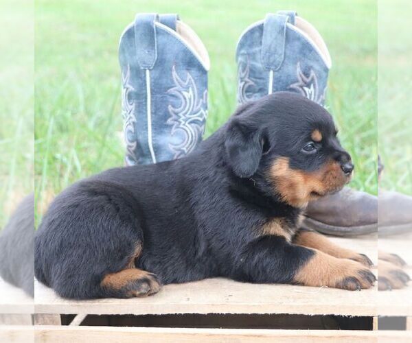 Medium Photo #3 Rottweiler Puppy For Sale in CHAMBERSBURG, PA, USA