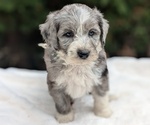 Puppy Delilah Miniature Bernedoodle