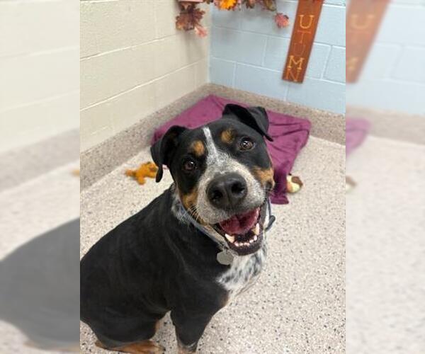 Medium Photo #1 Texas Heeler-Unknown Mix Puppy For Sale in Brighton, CO, USA