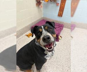 Texas Heeler-Unknown Mix Dogs for adoption in Brighton, CO, USA