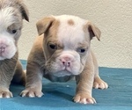 Small #2 English Bulldog