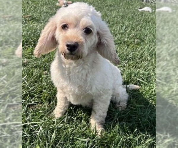 Medium Photo #3 Cock-A-Poo-Unknown Mix Puppy For Sale in Farmington, MN, USA