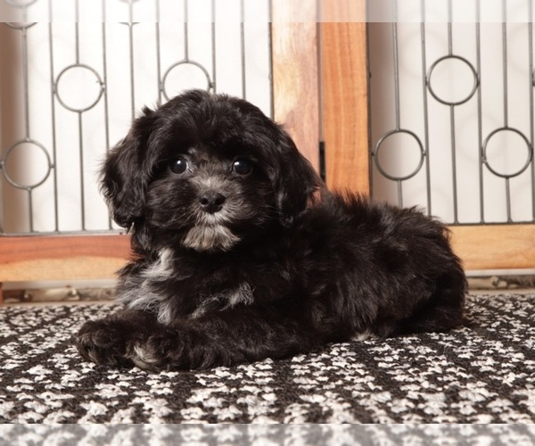 Medium Photo #10 ShihPoo Puppy For Sale in NAPLES, FL, USA