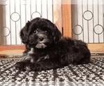 Puppy Sasha ShihPoo