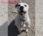 Small #3 American Bulldog Mix
