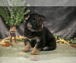 Small #3 German Shepherd Dog