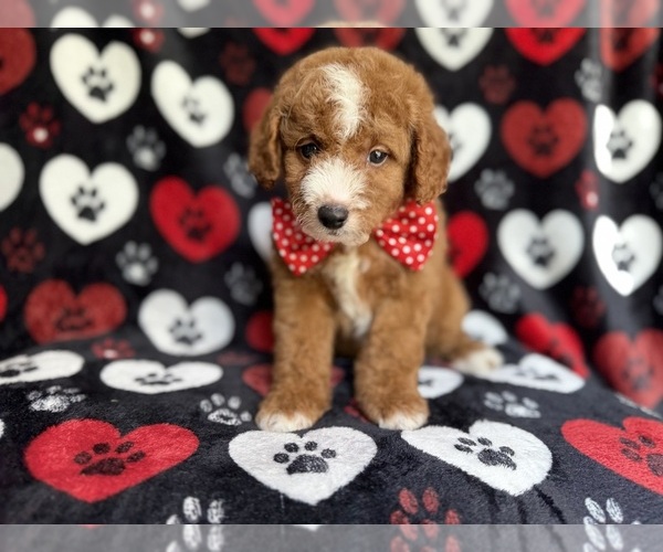Medium Photo #2 Cavapoo Puppy For Sale in LAKELAND, FL, USA