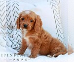 Small #1 Cavapoo (Miniature)