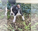 Small #3 Boston Terrier