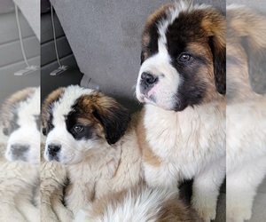 Saint Bernard Puppy for sale in BATES CITY, MO, USA