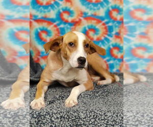 Boxer-Rhodesian Ridgeback Mix Dogs for adoption in Talladega, AL, USA