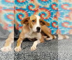 Small Boxer-Rhodesian Ridgeback Mix