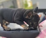 Small #2 French Bulldog