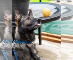Small #4 German Shepherd Dog