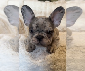 French Bulldog Puppy for sale in ARLINGTON, TN, USA