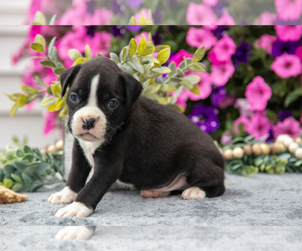 Medium Photo #5 Boxer Puppy For Sale in GRABILL, IN, USA