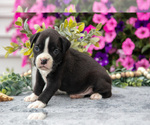 Small #4 Boxer