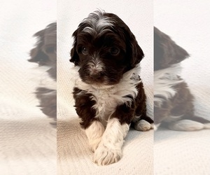 F2 Aussiedoodle Puppy for sale in GASTONIA, NC, USA