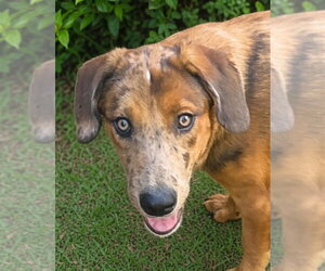 Mutt Dogs for adoption in Canton, CT, USA
