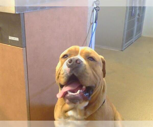 Medium Photo #1 Presa Canario-Unknown Mix Puppy For Sale in Sacramento, CA, USA