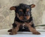 Small #7 Yorkshire Terrier
