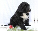 Small Photo #3 Miniature Bernedoodle Puppy For Sale in EPHRATA, PA, USA