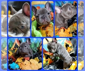 French Bulldog Puppy for sale in BOSTON, KY, USA