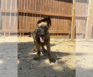 Medium Dutch Shepherd Dog-German Shepherd Dog Mix