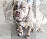 Small Photo #1 American Bully Puppy For Sale in PINE BLUFF, AR, USA