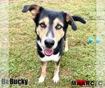 Bucky - Male Labrador Retriever-Unknown Mix Dog for Adoption - Small photo