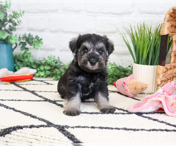 Medium Photo #2 Schnauzer (Miniature) Puppy For Sale in SYRACUSE, IN, USA