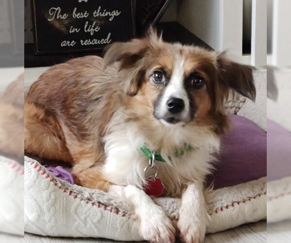 Medium Photo #1 Australian Shepherd-Unknown Mix Puppy For Sale in Fargo, ND, USA