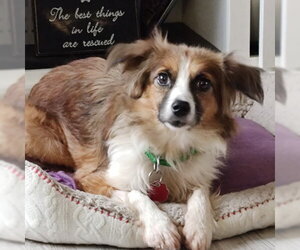 Australian Shepherd-Unknown Mix Dogs for adoption in Fargo, ND, USA