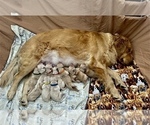 Small Photo #5 Golden Retriever Puppy For Sale in TEMECULA, CA, USA