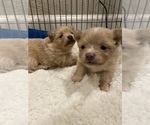 Small Photo #1 Pomeranian Puppy For Sale in FAIRFIELD, CA, USA